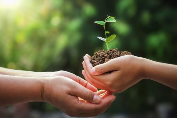 Seedling Depicting Renewable Sustainable Energy